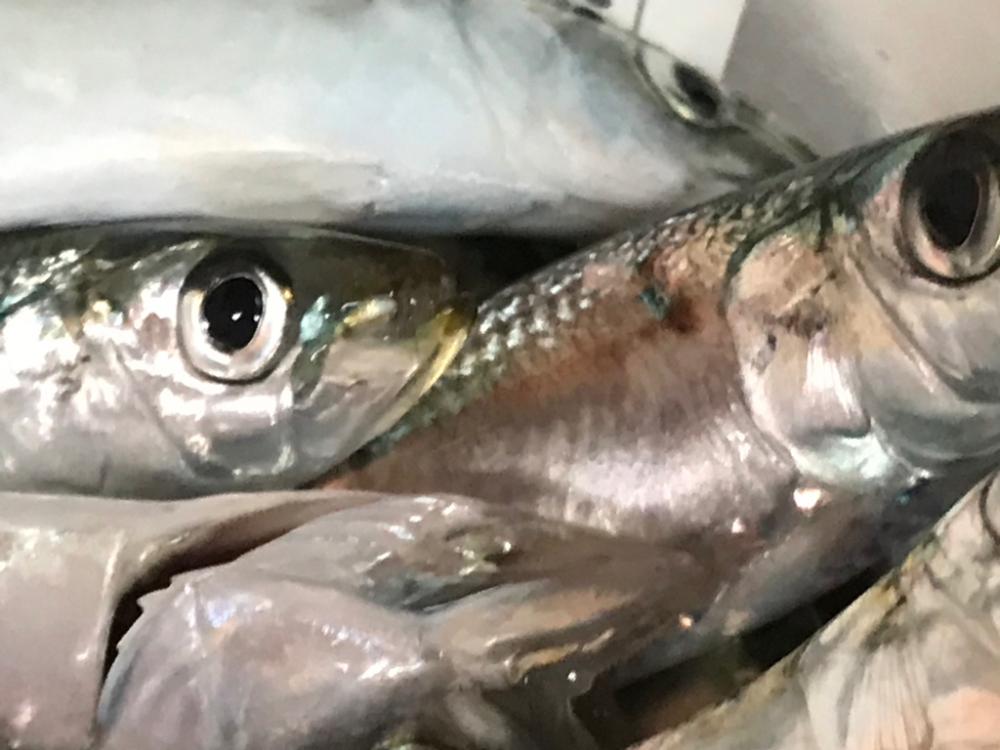 アジ、どこ行った？