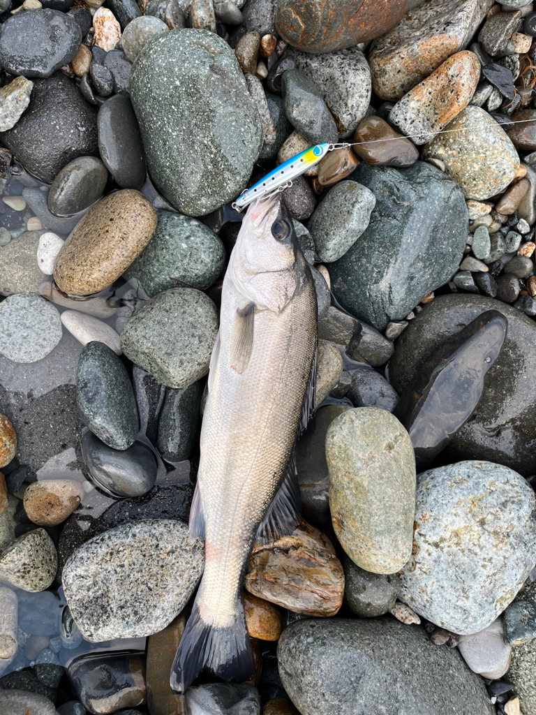 とうとうシーバスご在宅