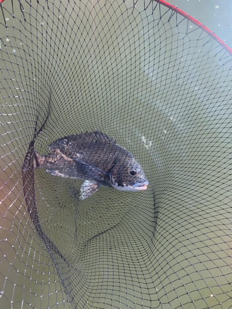 チニング開拓成功！！大満足すぎる49センチ！