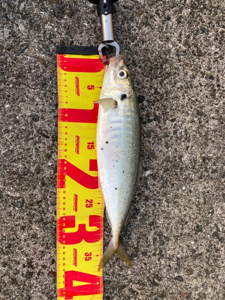 良型アコウ&アジ