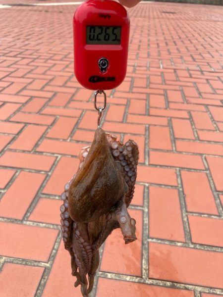 ⭐︎ぎりテイクアウトサイズ