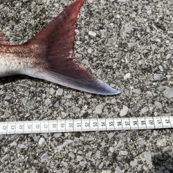 最後のグロッキー、まさかの大物（笑）