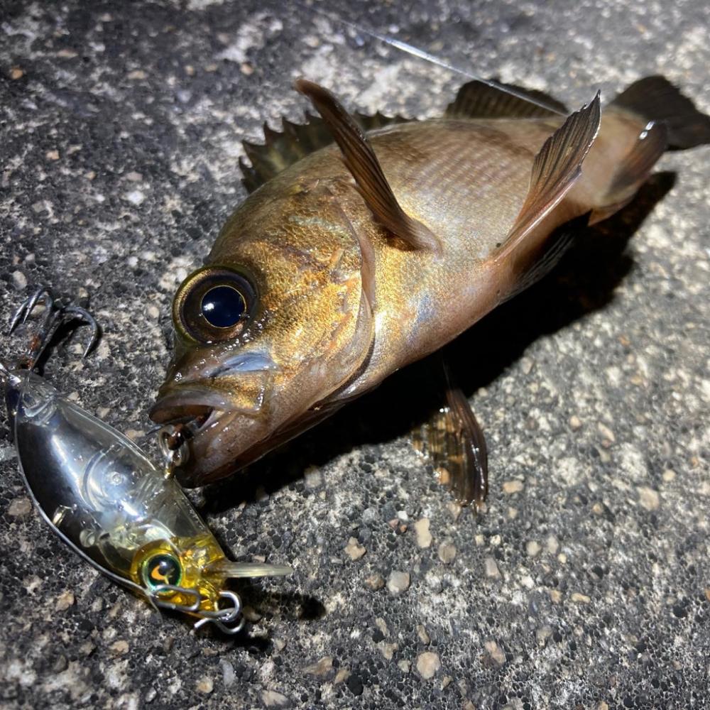 とにかく、釣りを楽しむ！