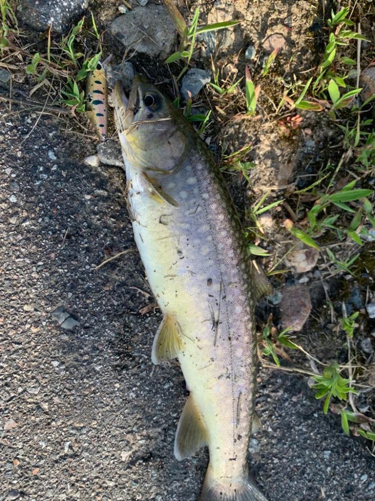 トラウトにはまって通う日々