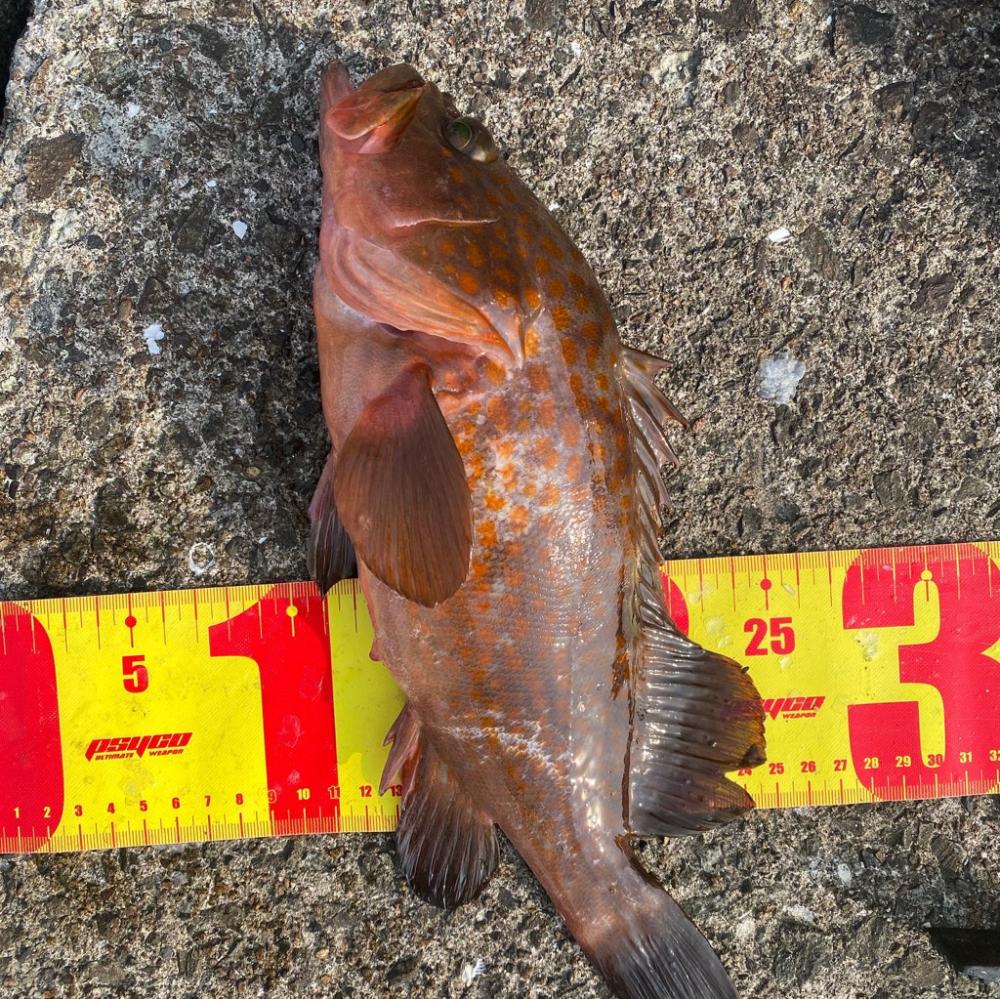 尺アジ　アコウ