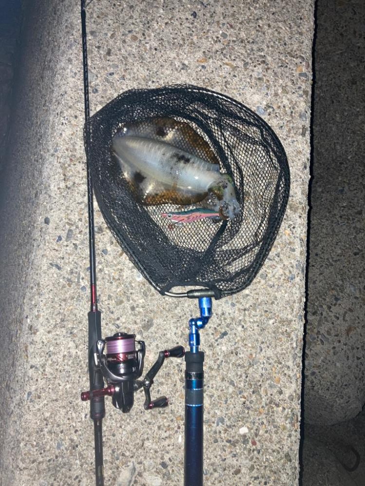 やっと春イカGET!\(^o^)/