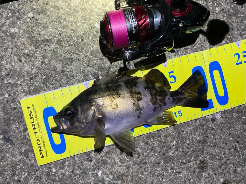 好調です、明石のメバル