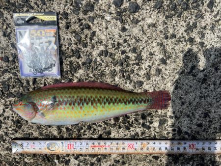 平磯海づり公園での釣り