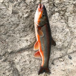 ほのぼの支流釣り