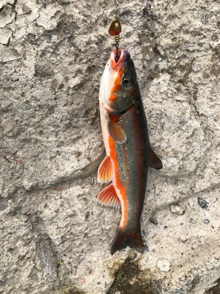 ほのぼの支流釣り