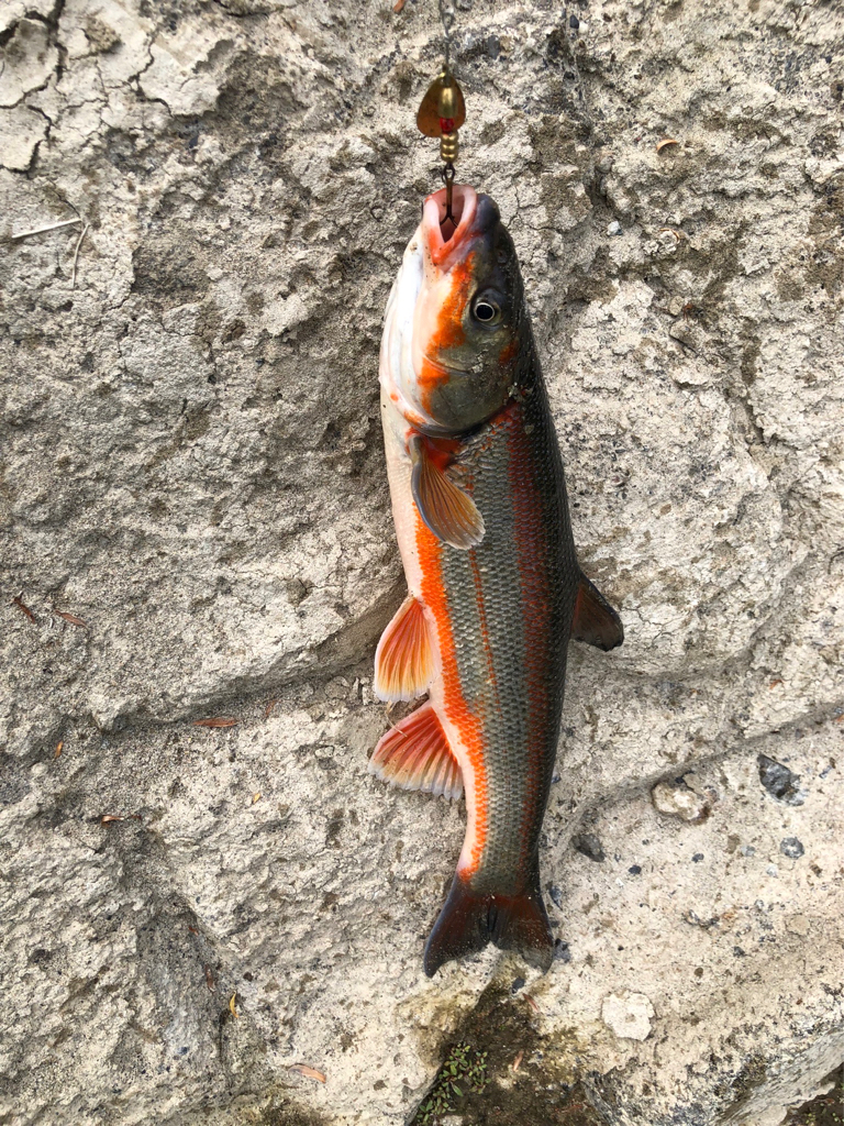 ほのぼの支流釣り