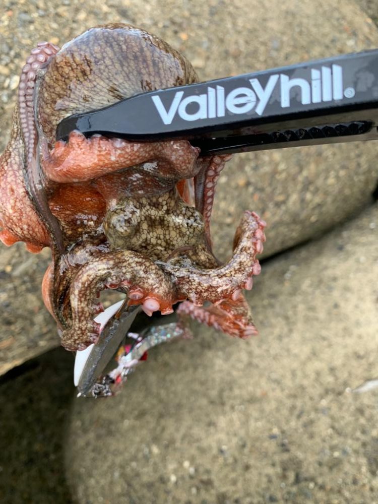 ショアタコ初物!