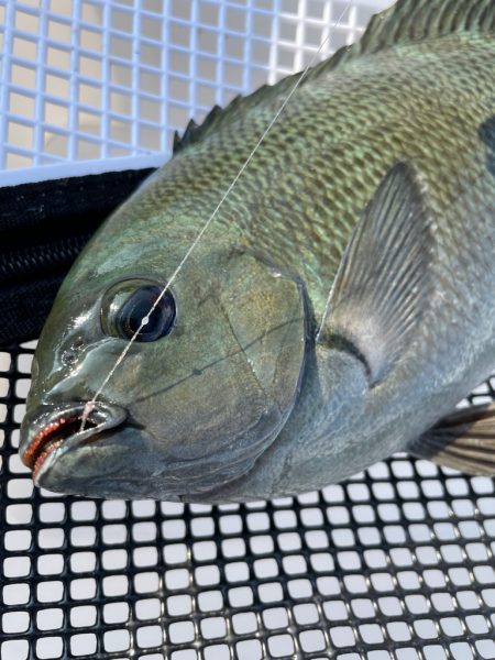 サバゴの猛攻に苦戦❗️