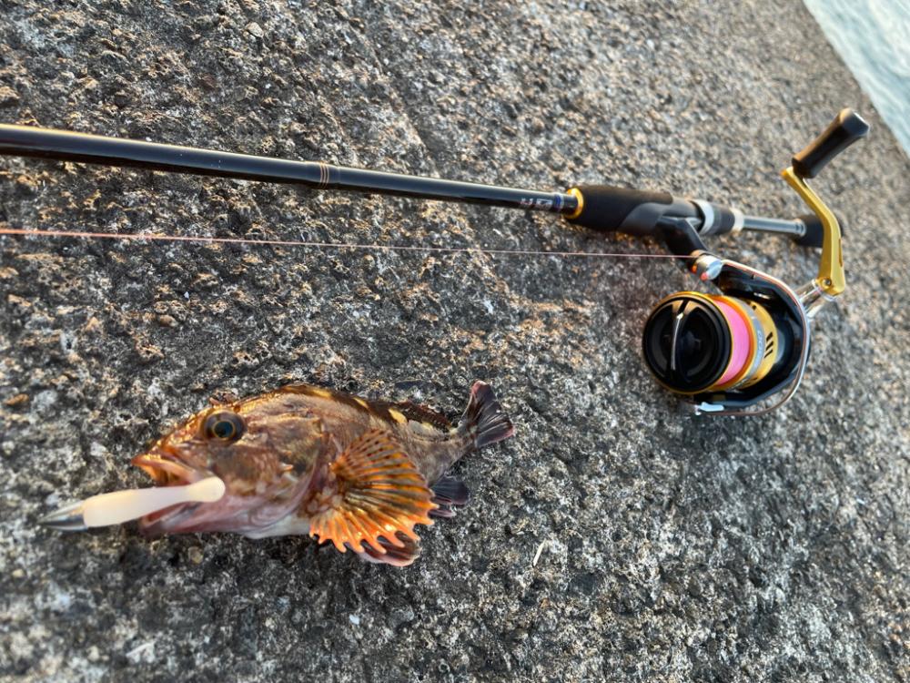 青物撃沈でもライトワインドが熱い！