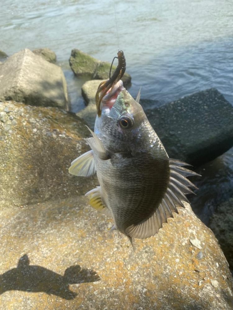 カフェオレの濁りチニング