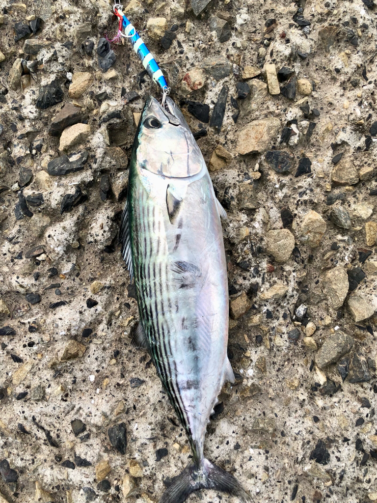 ロックフィッシュとハガツオ