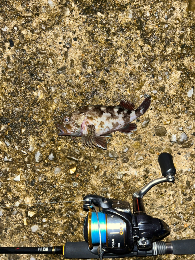 ガシラはライトリグが面白い