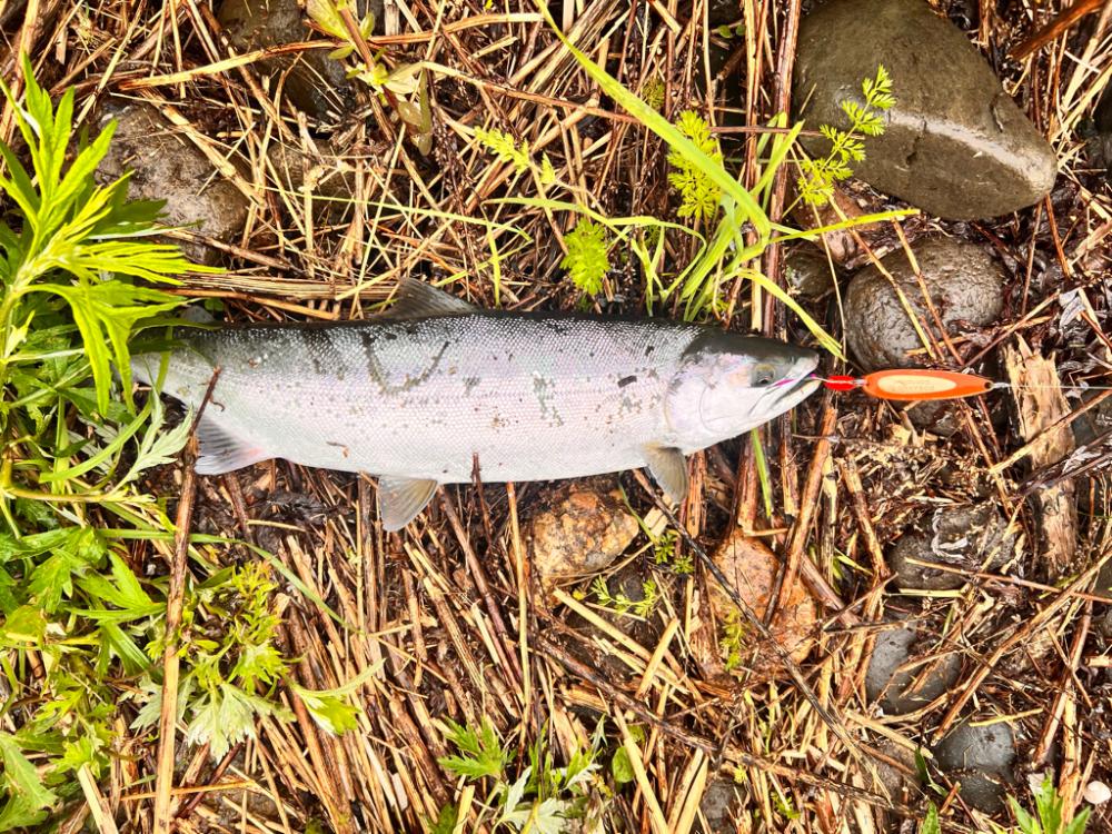 ショア　サクラマス