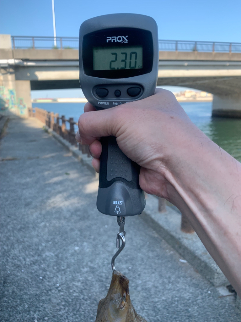 タコが食べたい！