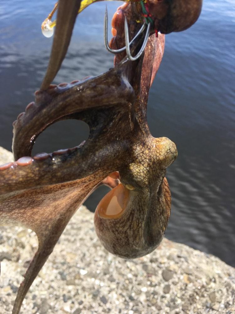 【タコフィネス】で計40杯弱・6kg以上