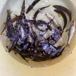 安曇川、広瀬地区