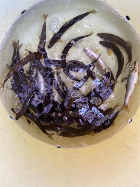 安曇川、広瀬地区