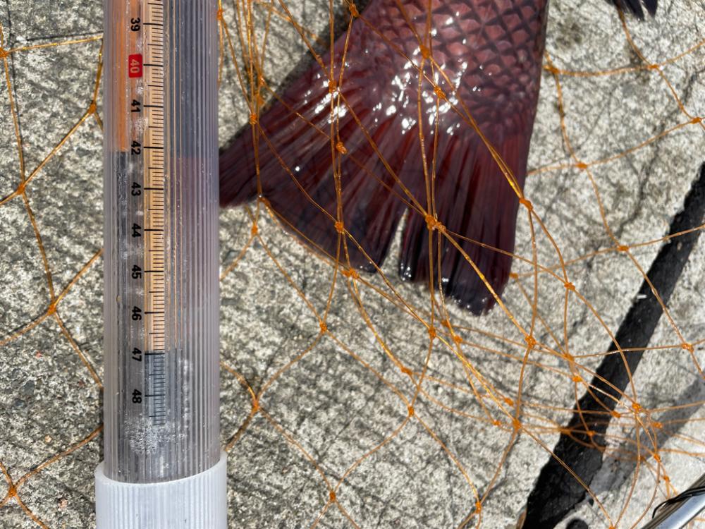 フカセで、チヌ とカンダイを釣る。