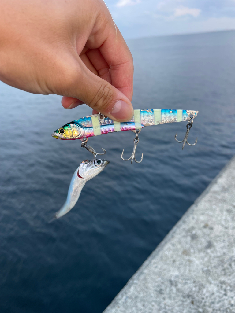 遂に掴んだショアブリ!