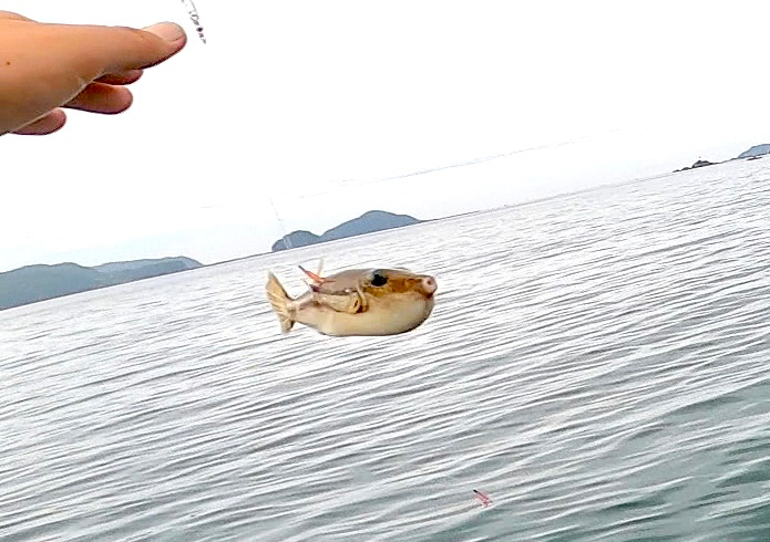 春イカ狙いで秋イカサイズ