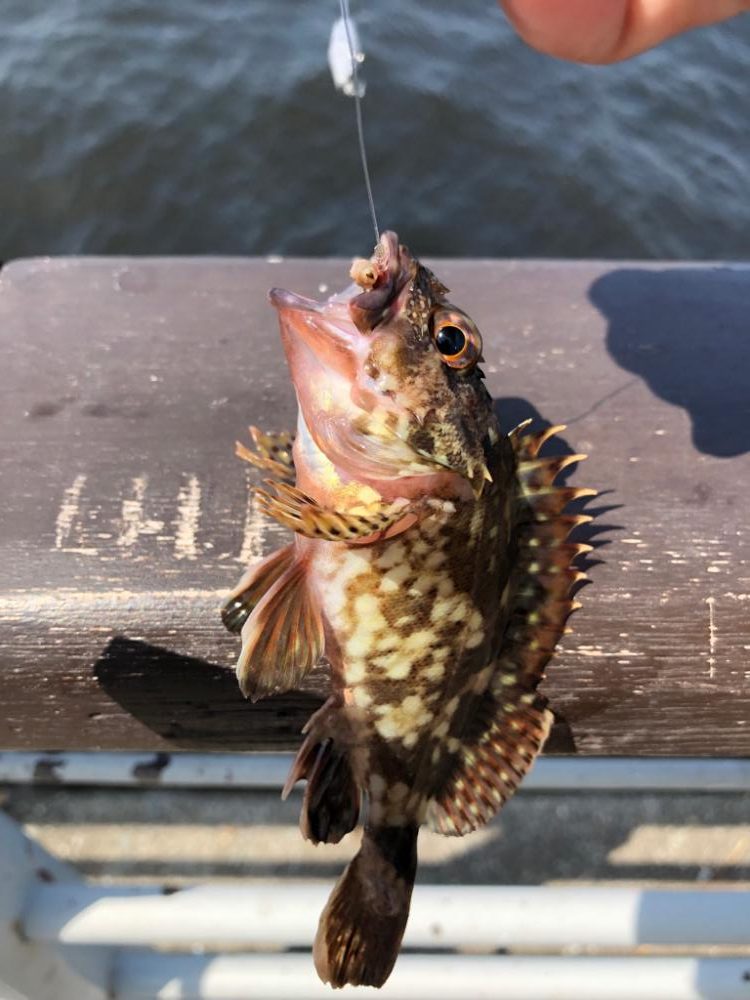 青イソメとサビキ