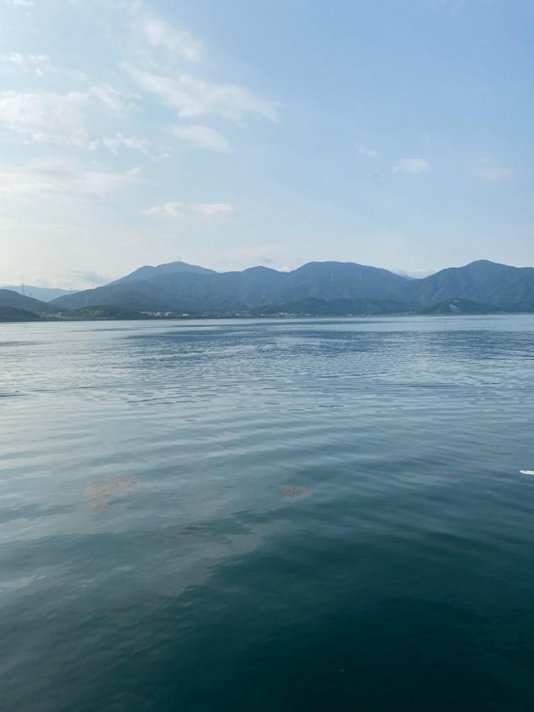 アオリではなくコウイカ