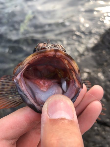 いよいよ夏本格化？？