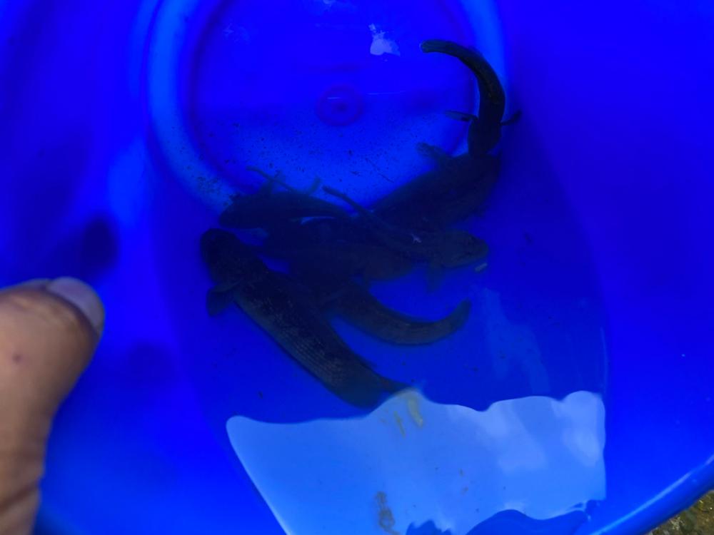 ハゼクランク　淀川釣るのは超簡単