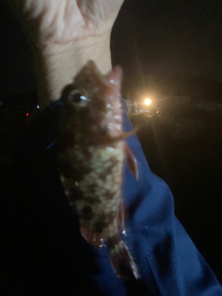 餌釣り&エギング！