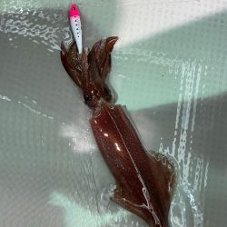 敦賀でイカメタル