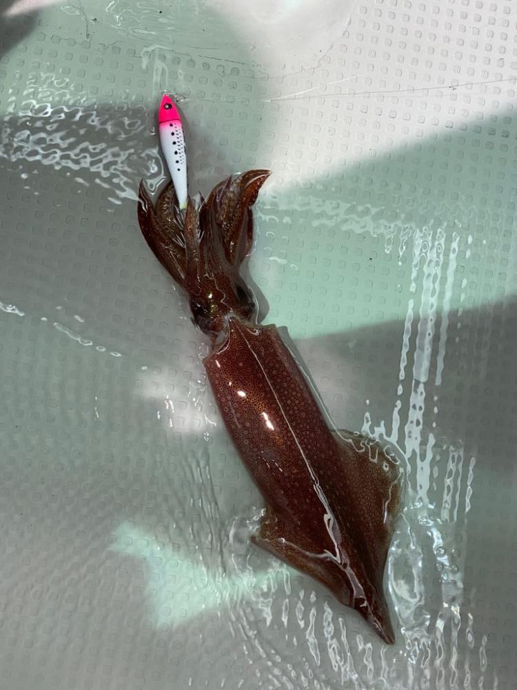 敦賀でイカメタル