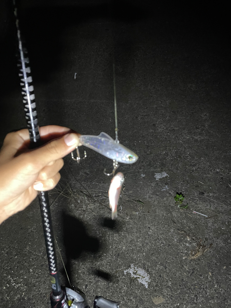 シーバス釣りで安定のチヌ