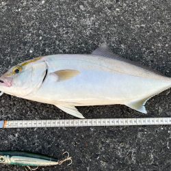 久しぶりに水面の魔術師(笑)