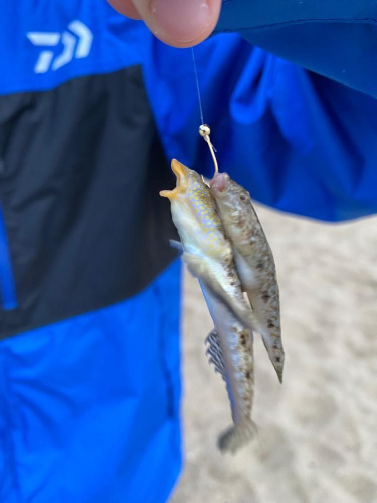 大浜公園でキス釣行