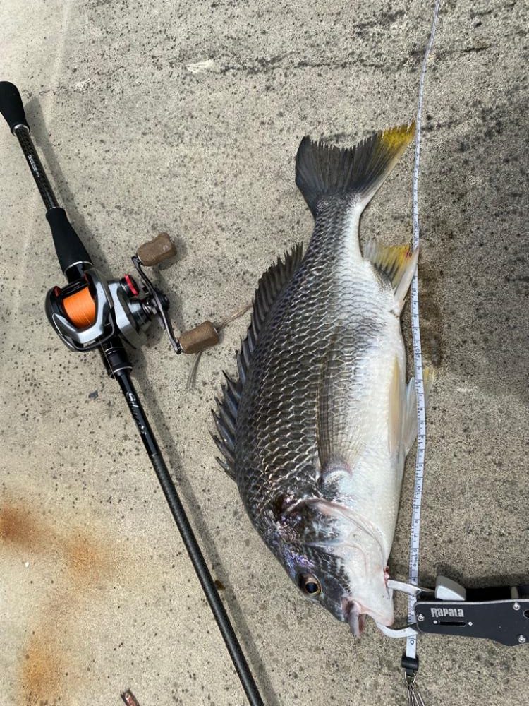 チニング 2日連続