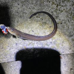 大蔵海岸青物調査