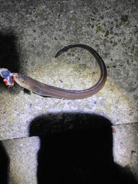 大蔵海岸青物調査