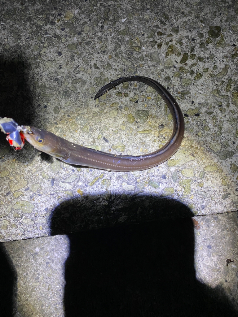 大蔵海岸青物調査