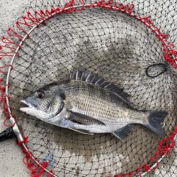 名古屋港落とし込み黒鯛！