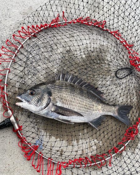 名古屋港落とし込み黒鯛！