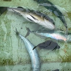 木下丸　伝馬船