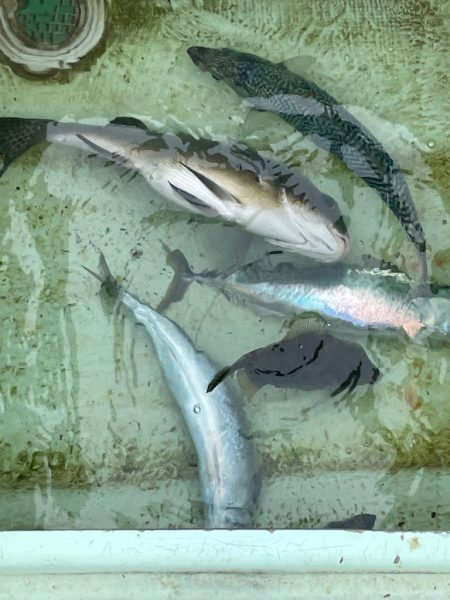 木下丸　伝馬船