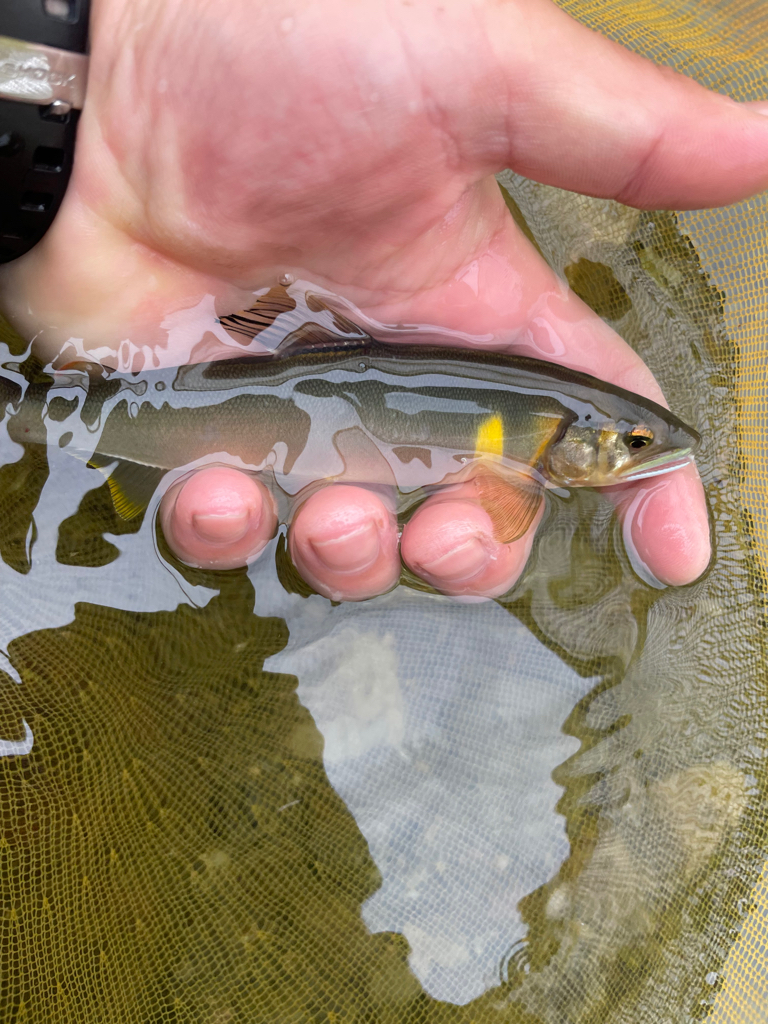 奈良県　天川村　鮎