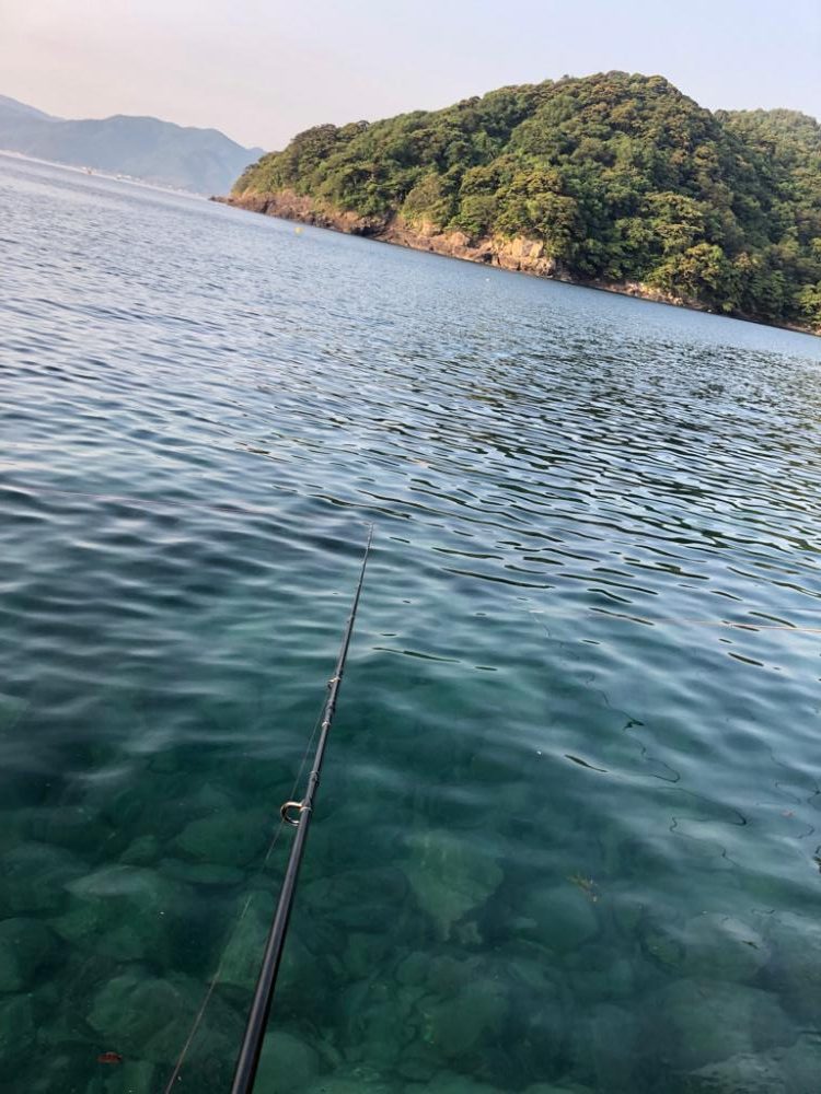 アオリイカは何処へ