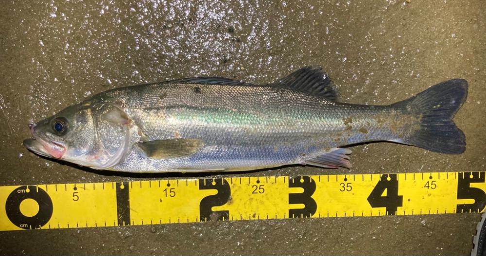 夜のルアーフィッシング